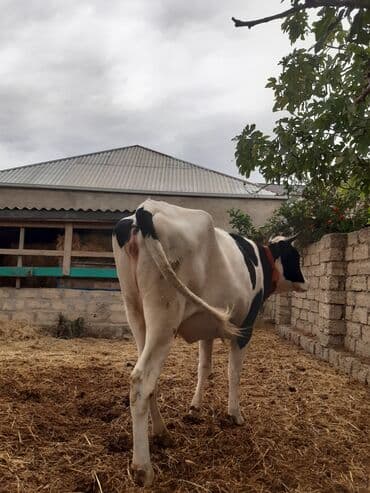 disi danalar: Самка, лет: 3, Для разведения, Для мяса, Для молока — 1