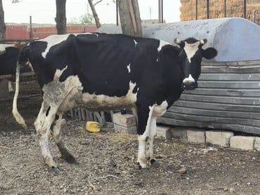 hinduşqa balasi: Dişi, Holsteyn, il: 3, 550 kq, Südlük, Ünvandan götürmə — 3