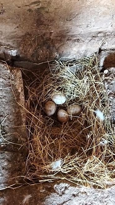 yumurta yagi: Ördək yumurtası - Təsvir: Şəkillərdə təsvir olunan, samanla — 7