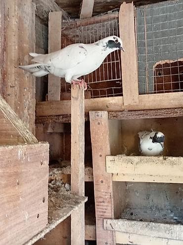 lalafo quşlar: 5 goyərcindi 5 idə erkəkdir. Kom 35 manatdır tək tək qiymət — 5