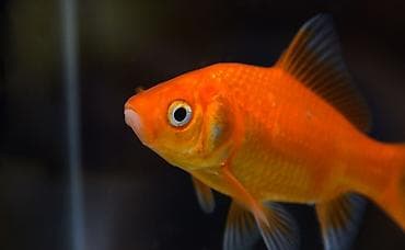 oskar baligi: Baliq isteyirem pulsuz kimde varsa saxlamaq istemirse mene vere biler — 1