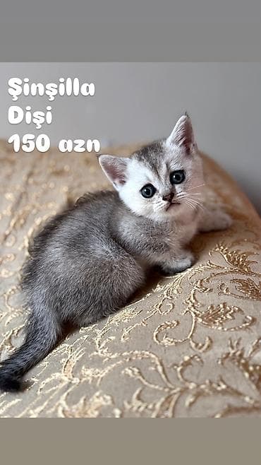Pişiklər: Şinşilla, Dişi — 2