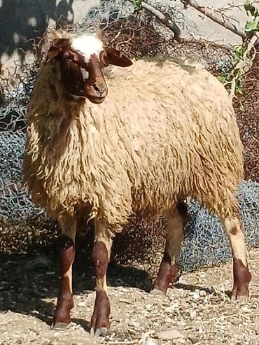 balaca it cinsi: 15 16 kilo eti erkəy — 4