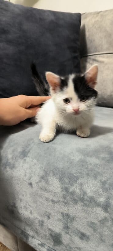 котята в баку бесплатно 2020: 2ayliq sağlam oynaq baladır qum tərbiyəsi var
Ünvan: şəki — 4