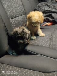 it xasqi: Pudel — 6