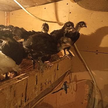 Toyuq cücələri, Ətlik