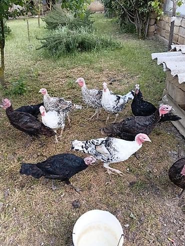 cuce ve xoruz temsili: Məhsul: Hinduşka sürüsü Təsvir: - Şəkillərdə müxtəlif rənglərdə — 3