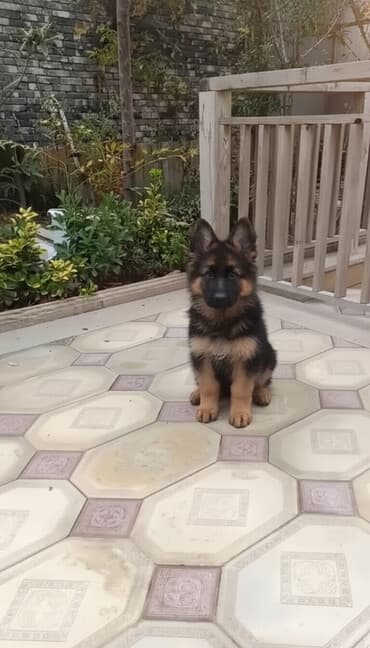 yumurta qoyan heyvanlar: - 3 aylıq tam cins Alman Afçarkası balası - Erkək bala, anası yanında — 1