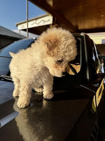 toy pudel satilir: Pudel, 2 ay, Erkek, Ünvandan götürmə — 2