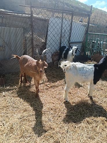 heyvanlar və balaları: Məhsul: Ev təsərrüfatı üçün keçilər 2 erkey çepiş 3 dene ana keçi — 3