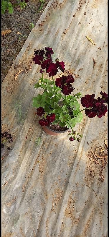 gul qurusu rəngi: Məhsul: Sardunya (Pelargonium) saksı gülləri - Rəng çeşidi: qırmızı — 2