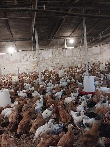 cucə alıram: Toyuq cücələri, Damazlıq — 2