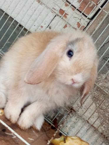 mini pomeranian: Mini lop qulaqlı dekorativ dovşan balaları.3aylik. - Cins: Mini lop — 2