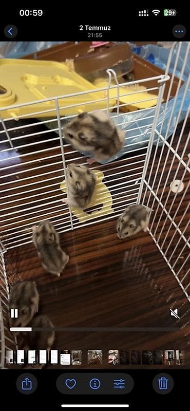 heyvan: Djungar hamsterləri – aktiv və mehriban balalar - Növ: Djungar (cücə — 3