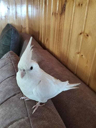 Albino tam öyrədilmiş quşdur.14 aylıq cinsi Ərkəy lalafo.az -da Albino tam öyrədilmiş quşdur.14 aylıq cinsi Ərkəy