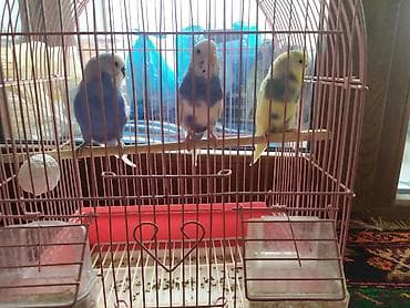 Bülbül (dalmatin və rəngarəng mutasiyalar) cütlüklər üçün uyğun