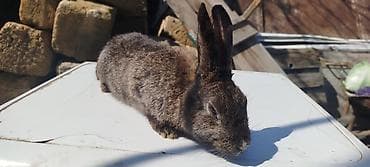 dekorativ dovşan: Satılır: dekorativ dovşan balaları - Növlər: müxtəlif rəngdə — 6