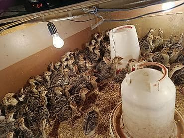 Грызуны: Hinduşka balaları – inkubatordan çıxmış, bircinsli partiyalarla — 2