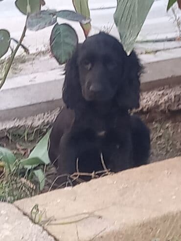 купить щенка кане корсо: Кокер спаниель, 3 месяца, Самец, Самовывоз — 3