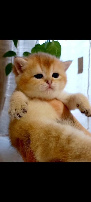 ev pişiklər: Britan — 2