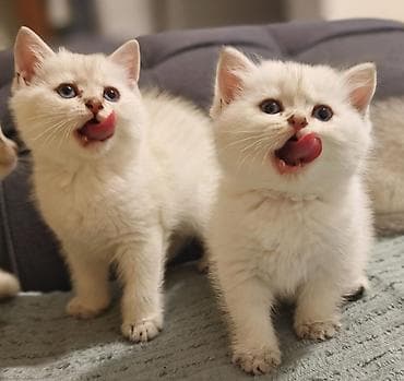 Britan, Erkək, Dişi, Yaxşı əllərə, Ünvandan götürmə, Ödənişli çatdırılma