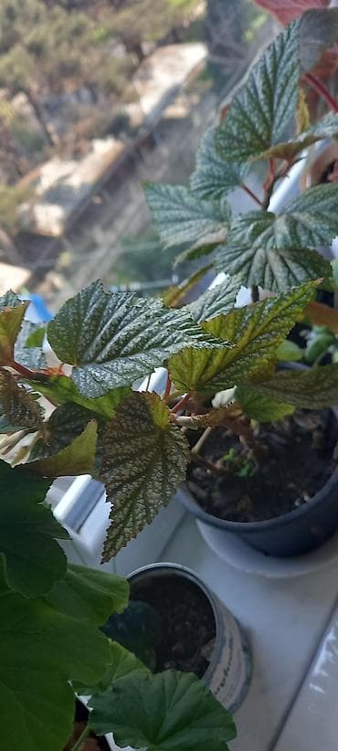 semeni sekli: Otaq gülləri – kolleksiya sortları - Impatiens (balsamin) – — 9