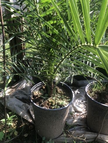 palma ağacları: Qabda xurma palması (Phoenix dactylifera tipli dekorativ xurma) - — 1