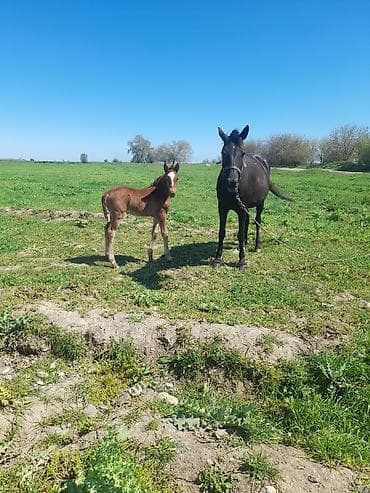 Maraqlı at ana-buzağı tandemi - Qara rəngli madyan və yanında taya