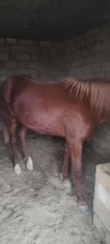 cins heyvanlar: Qırmızı-kəhvəyi rəngdə, alınında və burun xəttində ağ zolağı olan — 3