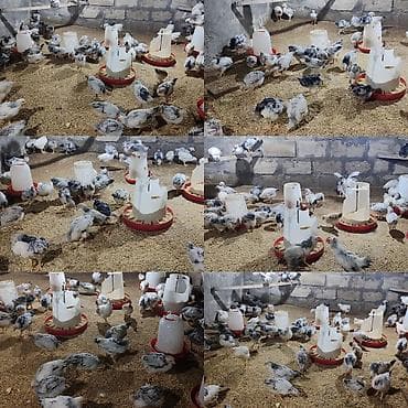Təcili Satılır Serebris F6 colpaları 125 ədəd Colpa irili xırdalı 2 ay