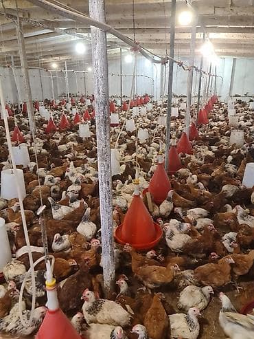 45 günlük toyuqlardı diri çəki 900-1.300 arası qiymət-4.7 m 1600