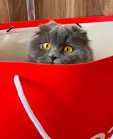 Pişiklər: Britan, Erkək, Cütləşmə üçün — 2