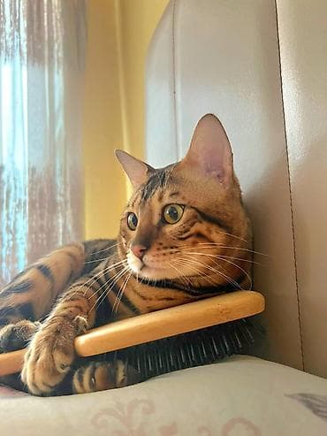 syam pişik: Benqal, Erkək — 6