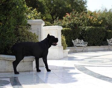 хомяк цены: Кане-корсо, 3 месяца, Самец, С родословной — 14