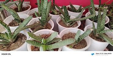 bitki: Sukkulent bitki – Gasteriya (aloe‑tipli), ağ nöqtəli yaşıl yarpaqlı — 2