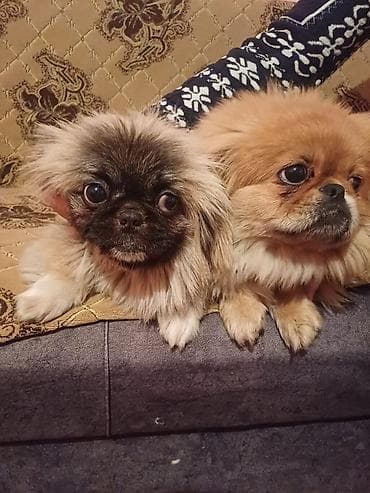 Pekines, 8 ay, Peyvəndli, Ünvandan götürmə