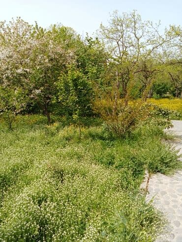 что такое şahdağ i̇stirahət evi nabran: 8 комнат, 250 м², Средний ремонт — 1