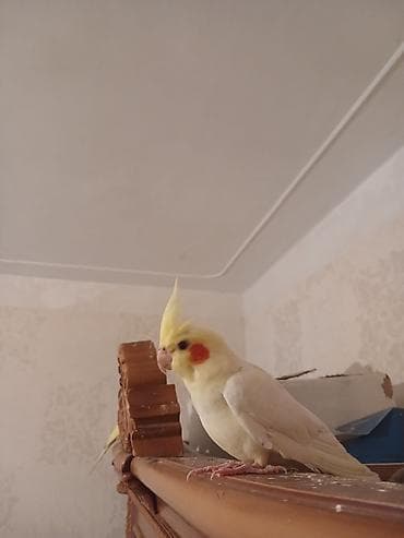 quş adları: Erkey korell Rucnoy50 manat.Razlasmaq olar. satllr — 1