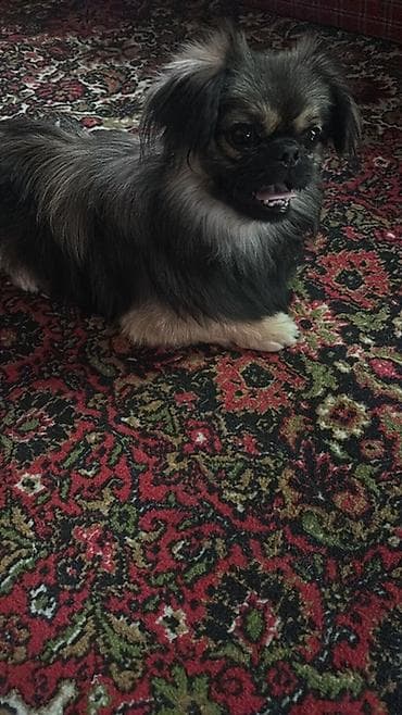 ucuz itleri: Pekines, 1 il, Erkək, Ünvandan götürmə — 1