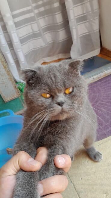 попугай ара цена: Satilir.100 — 3