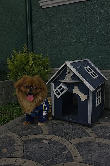 Pekines, 8 ay, Erkek, Peyvəndli, Pulsuz çatdırılma — 1