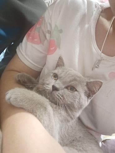 Boz, qısa tüklü ev pişiyi - Rəng: vahid açıq-boz (platin tonlu), qısa