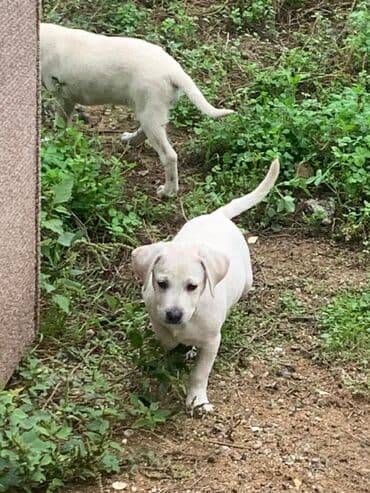 купить хаски щенка: 2 ay — 3