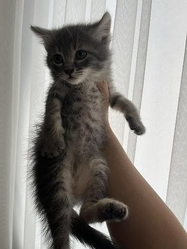 qulaq şamı: Yaxşı əllərə — 2