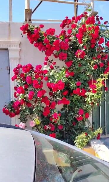 Дома: 5 комнат, 140 м², Свежий ремонт — 2