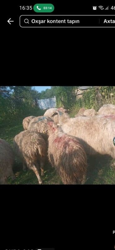 cins inekler azerbaycanda: Qoyun sürüsü – ət və yun istiqamətli yerli cinslər - Şəkillərdə — 1