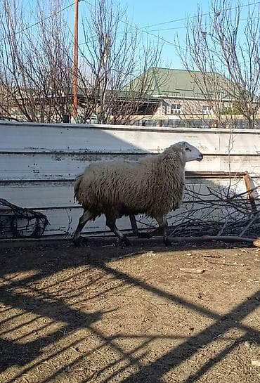 Atlar: Cavan heyvandı 1.yas 6 aylıqdi Qoçluq Toğludu heyvan surendi — 2