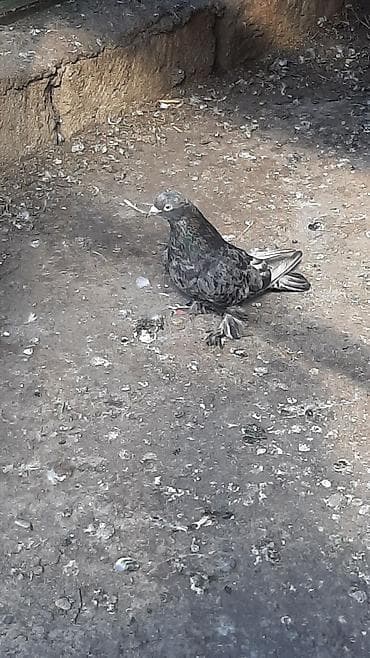 ebresler: Temiz qan ebres erkek qizgindi ayaqi tuklu kesilib papislari — 1