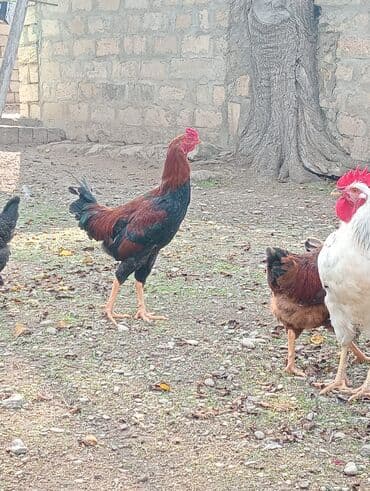 Səmimi həyət şəraitində saxlanılan uzunboylu, qırmızı-qara rəngli