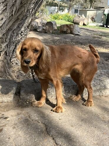 ingilis setteri it cinsi digər adı: Koker spaniyel — 2